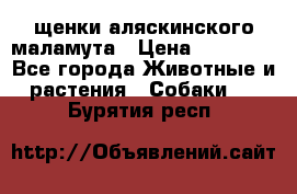 щенки аляскинского маламута › Цена ­ 20 000 - Все города Животные и растения » Собаки   . Бурятия респ.